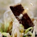 shrimp_anemone_li_h_0705_png2085.jpg